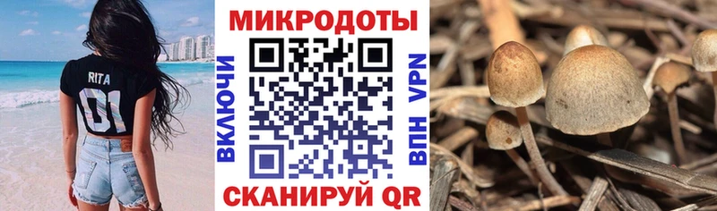 Псилоцибиновые грибы Psilocybine cubensis  Купить где  Шуя 